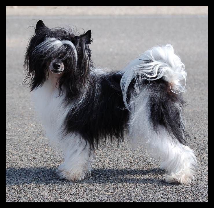 Crazy For You Du Coeur Des Tenebres