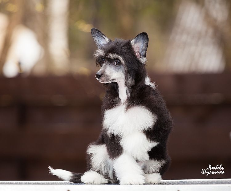 My Vanity Fair Nympha Volantis (puff)