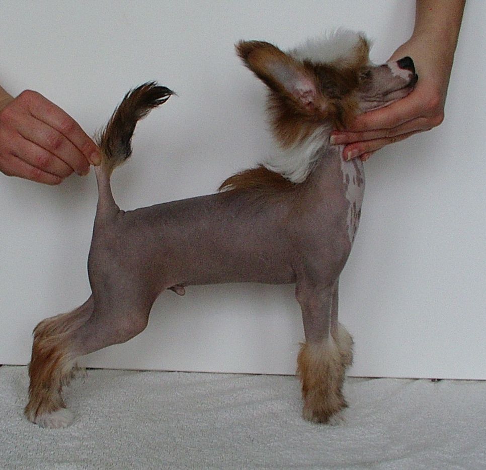 Desirous of Success  Panx