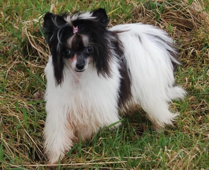 Bordercreek Mighty Mouse