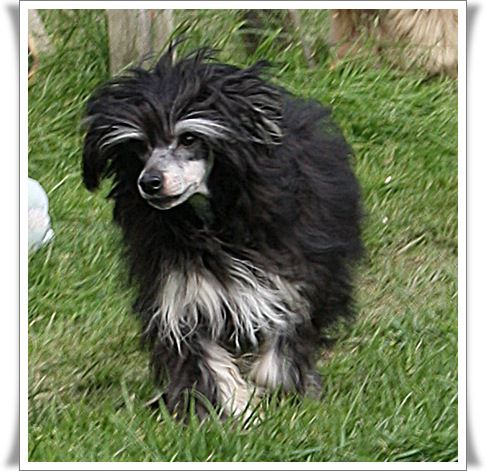 Koynaur's Girl in Gucci