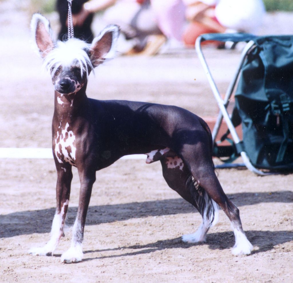 Razzmatazz Renaissance