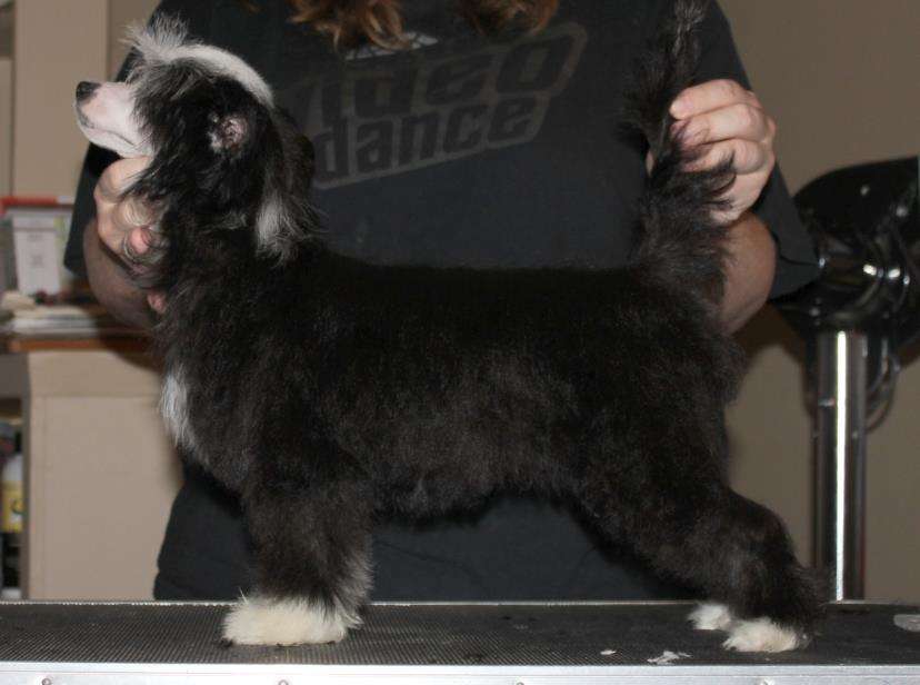 Gardine Lasting Impression