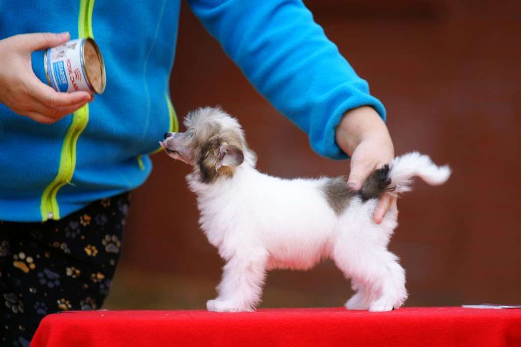 Incanto Del Mondo Rosette Awards