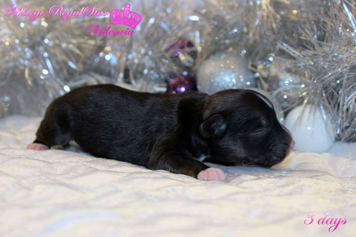 Margo RoyalStar Valencia