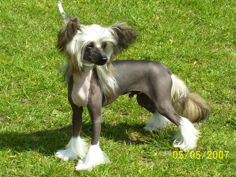 Lemiz Odyssey for Zanjero