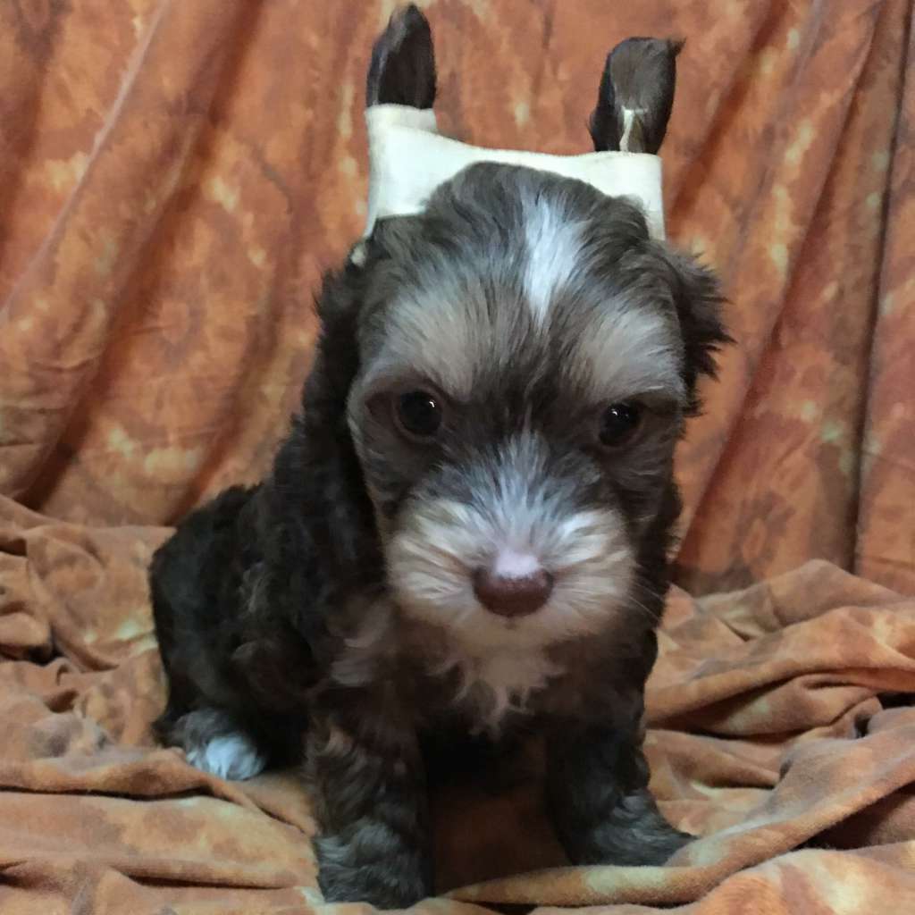 Raven's In Cahoots With Hairicane