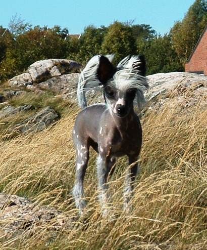 Sørperlas Devine Darling O'eugenios