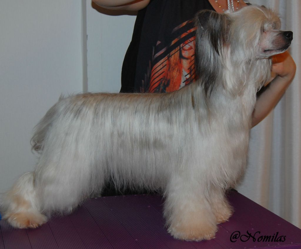 Nomilas Brilliant Choice