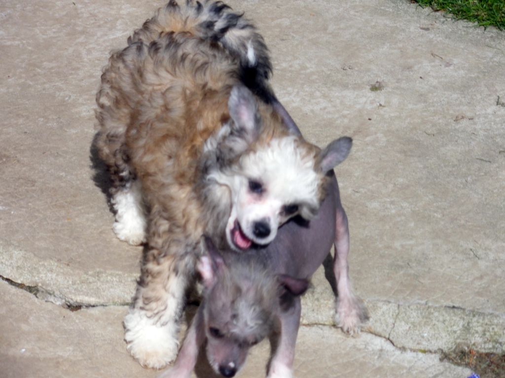 Fang Lying Du Jardin de Guanlying