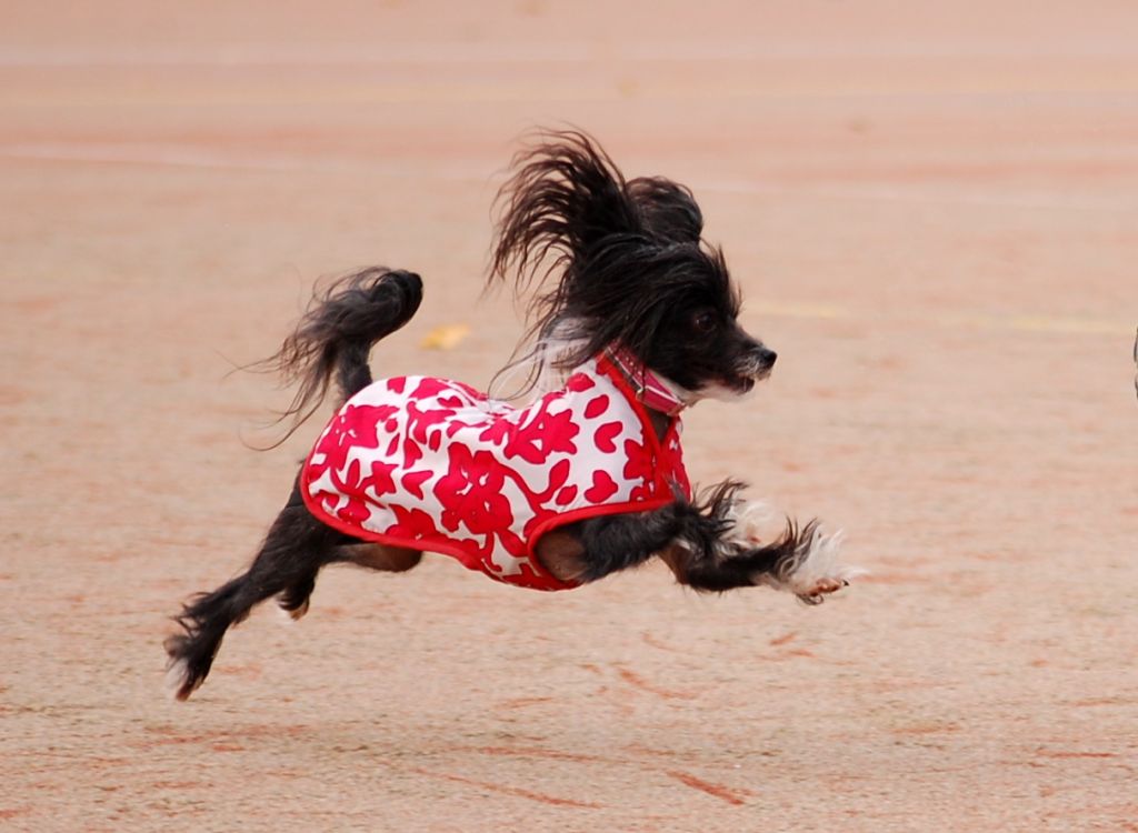 Jade Garden Hear My Call