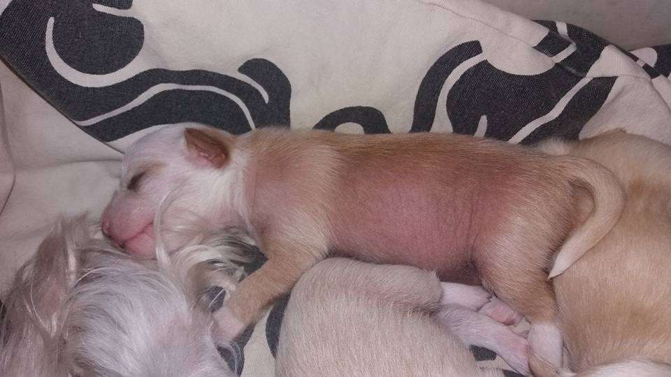 Denize'z Gizmo'z I'm The prankster