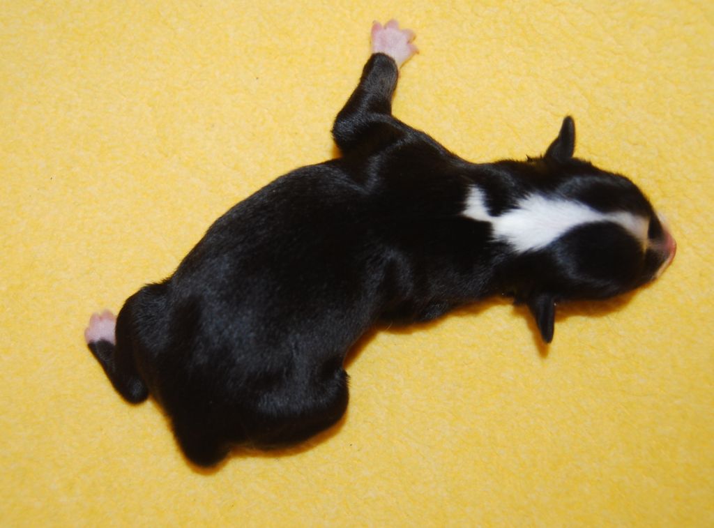 Hyndai Exotic Dinaburg