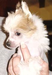 Oriental Jokes Upstair