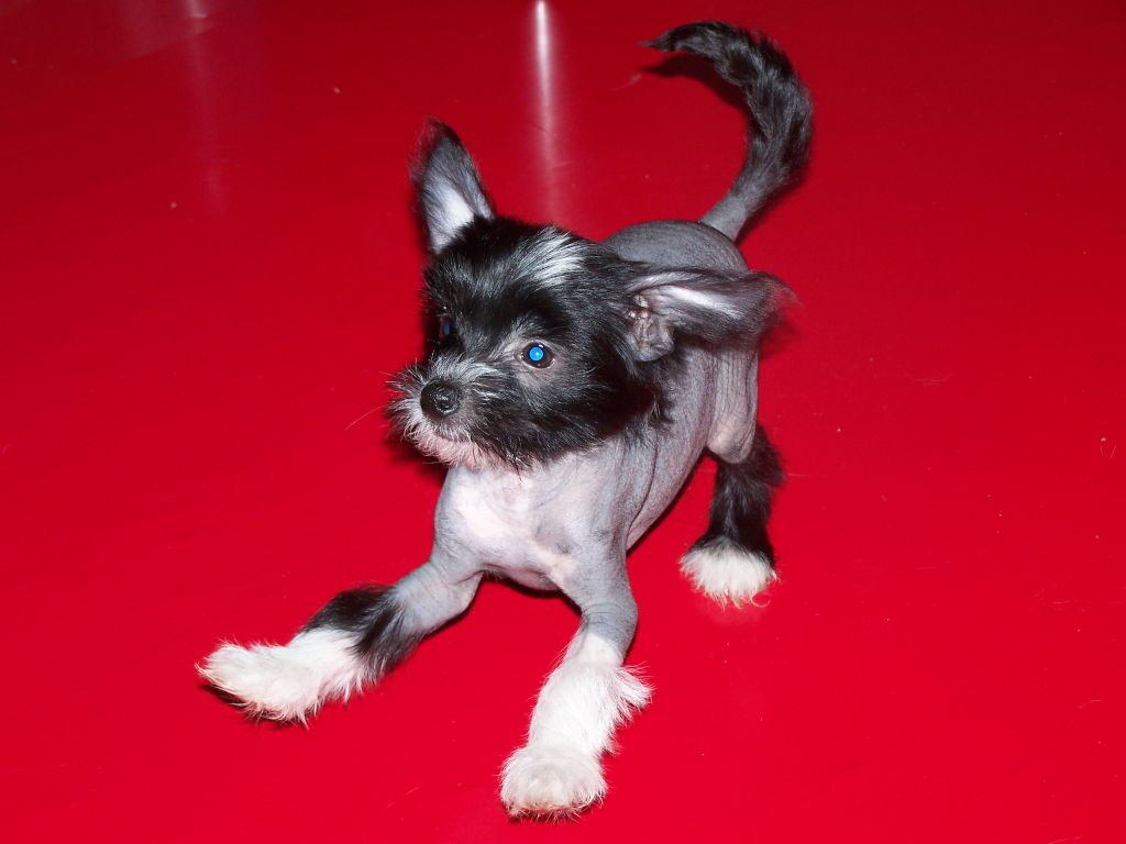 Tokelry Sambuca Zamut Xonu Poil