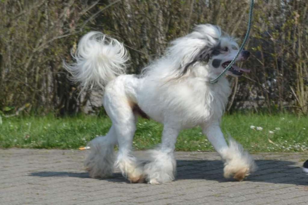 Winter Star iz Sozvezdiya Khana