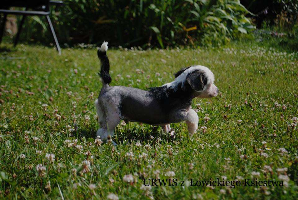 URWIS z Lowickiego Ksiestwa