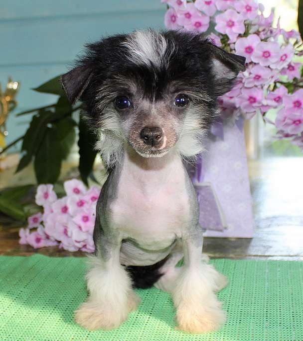 Angel O' Check Gerbera