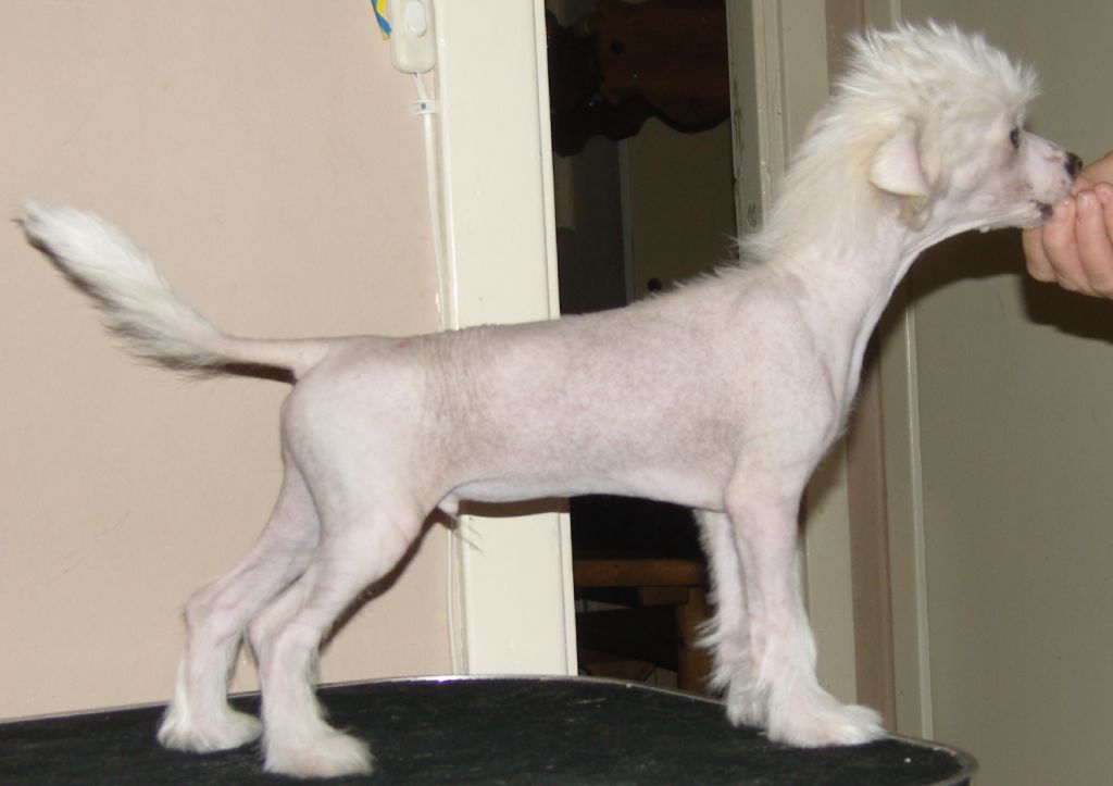 Golden Dream Stars Double Trouble