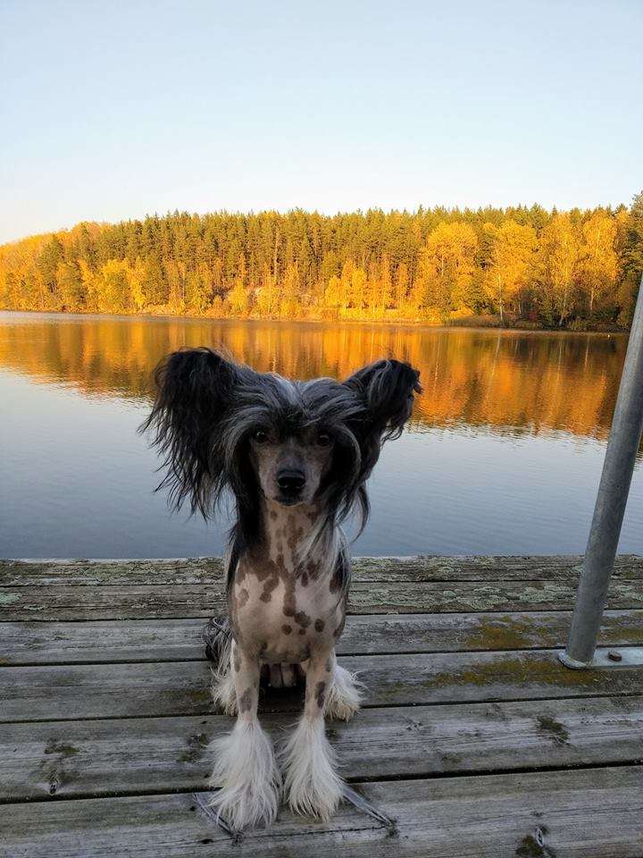 Bellatrix Luckycharm Zoya