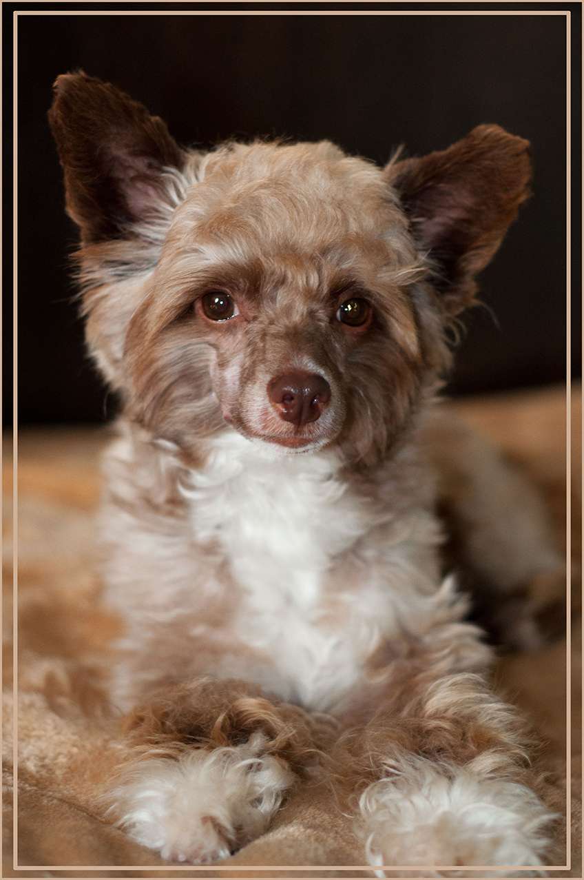 Charuyuschiy Soblazn Norfolk