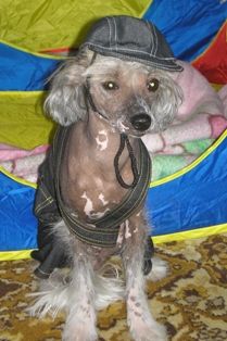 Rus Amigus Loyd Mauzer Exkluzif 