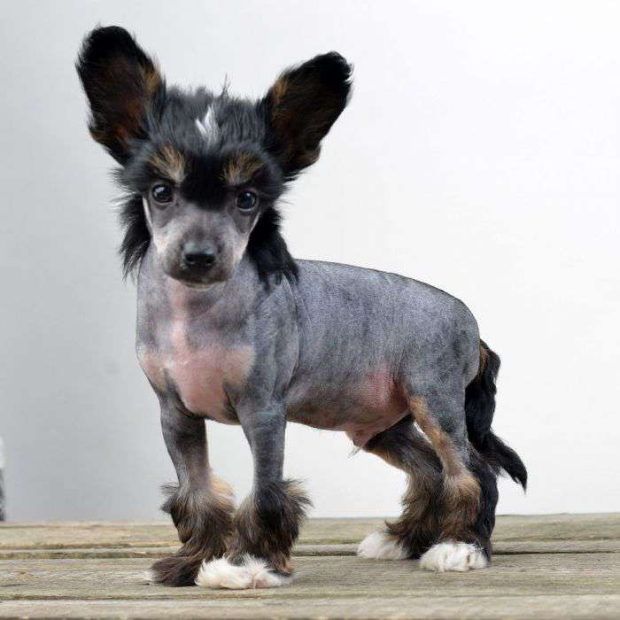 Sunstreaker Ringleader