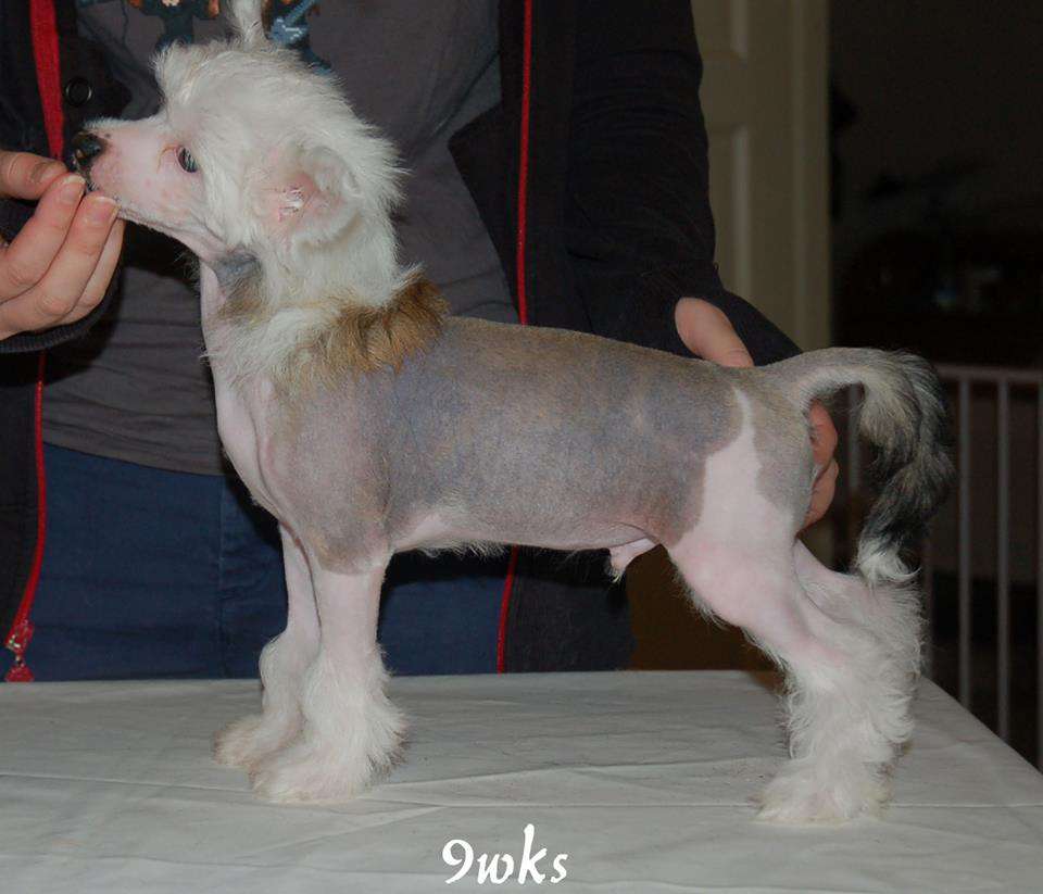 Mooncrest Jupiter's Moon