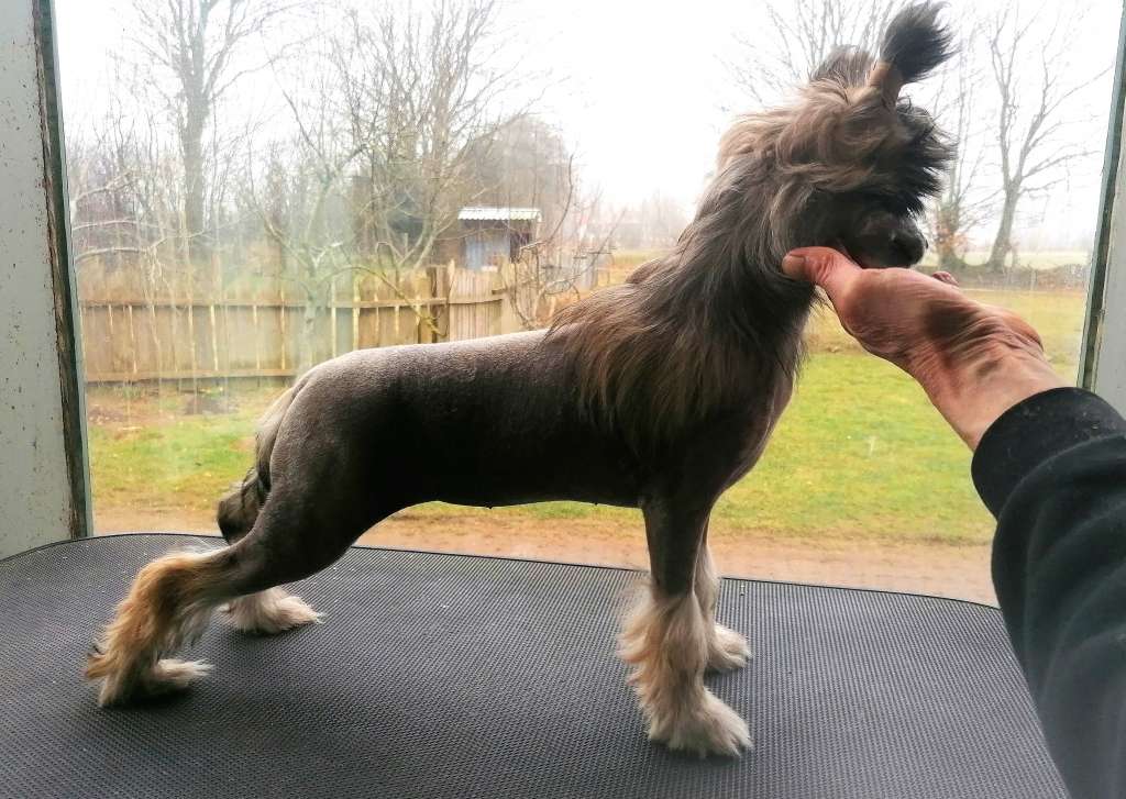 Be My Dog's Numb The Chief