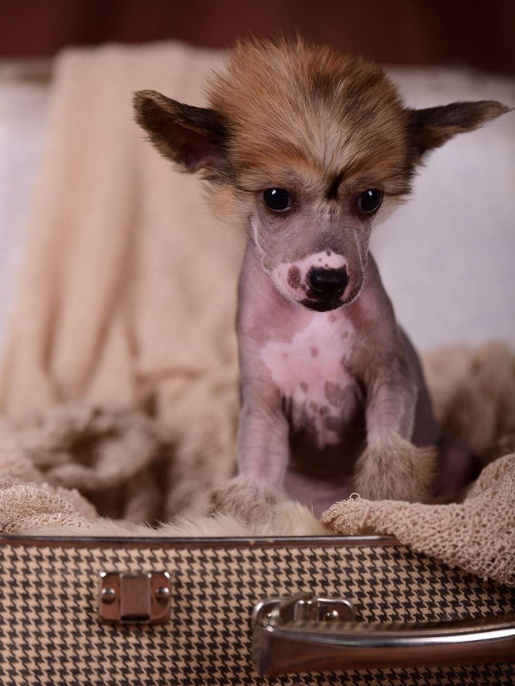 Matcho von Natelberg