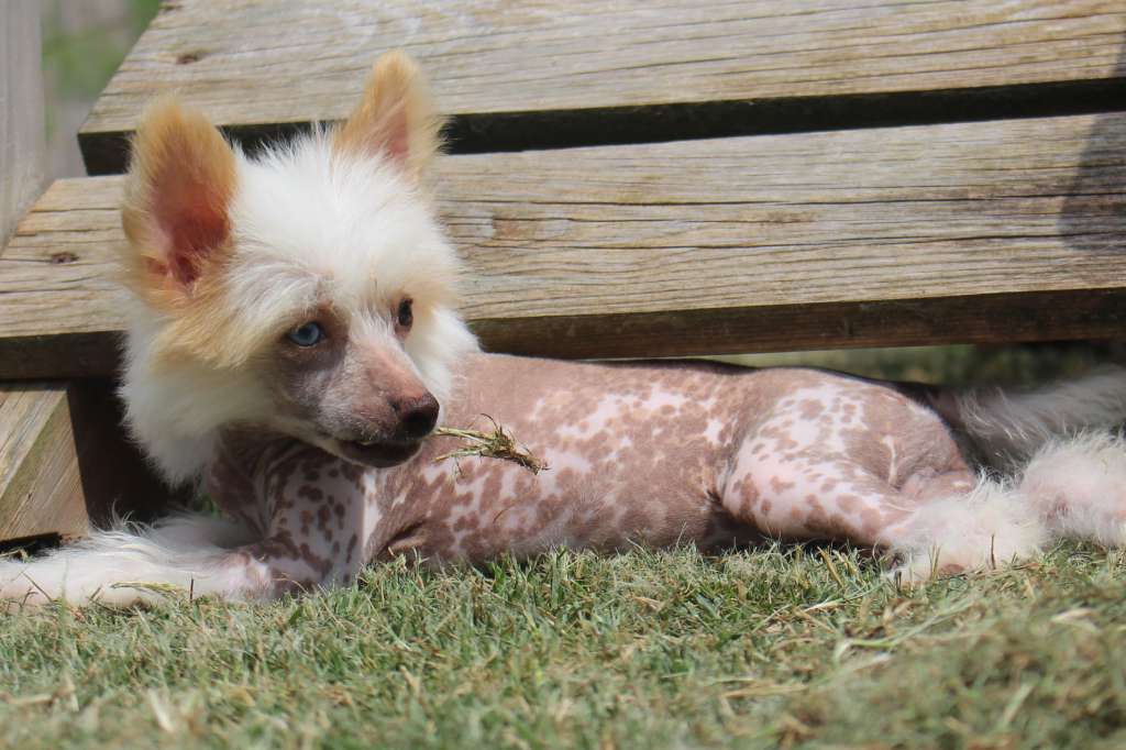 Bee My Little Honey de Fageiro