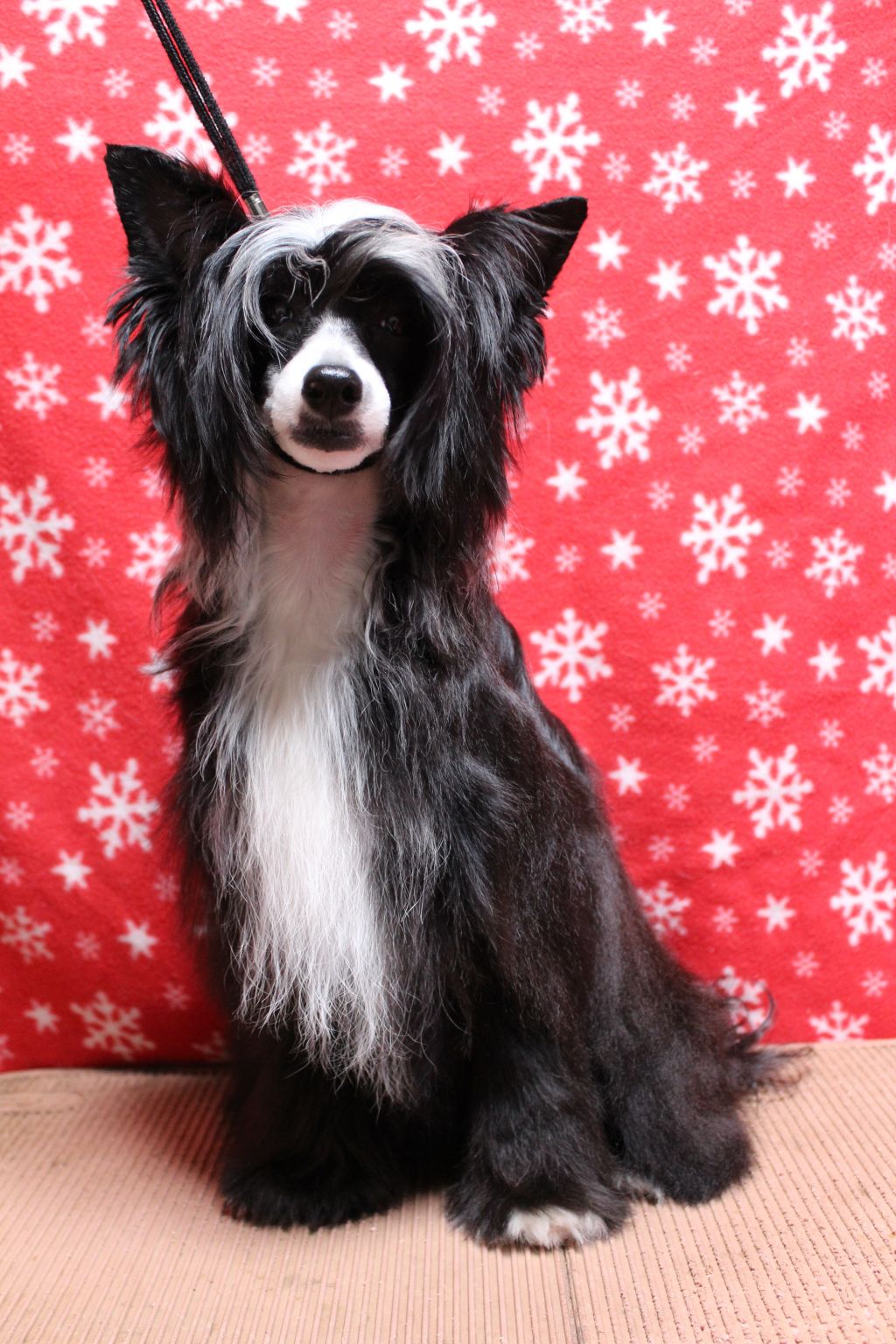 Angelino JP Brilliant Capriccio