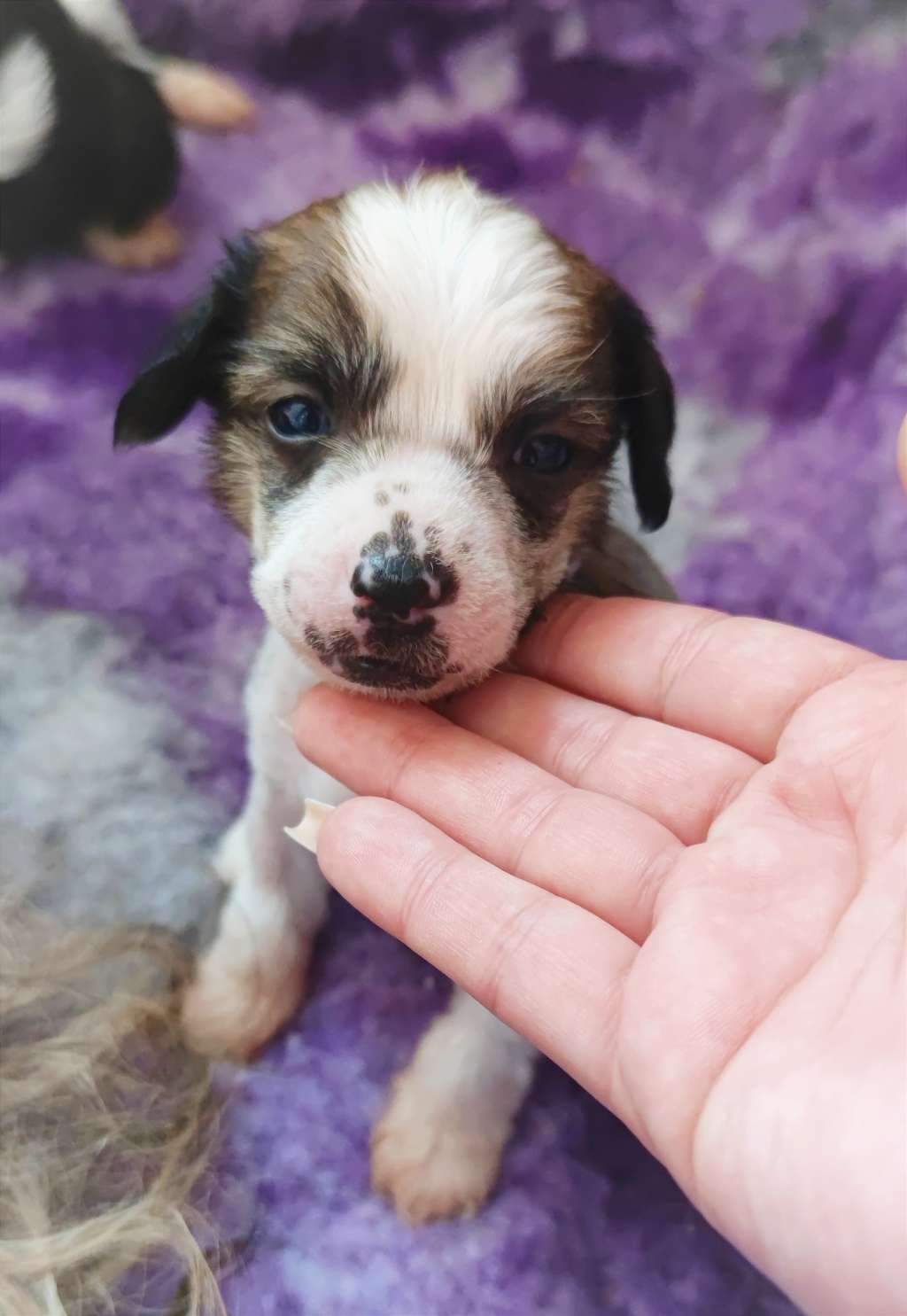 Love don't be shy Laminacka