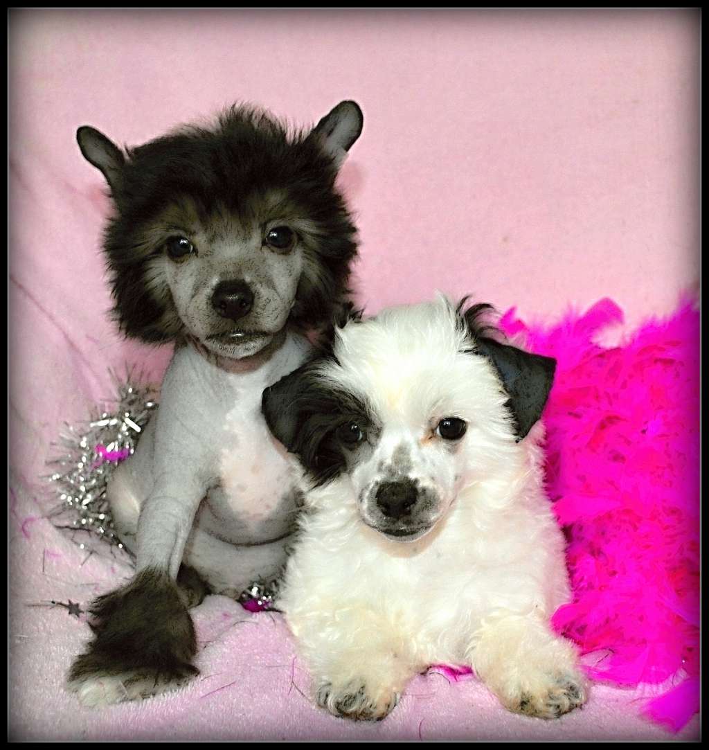 Jodie Alice z Andelovy dlane