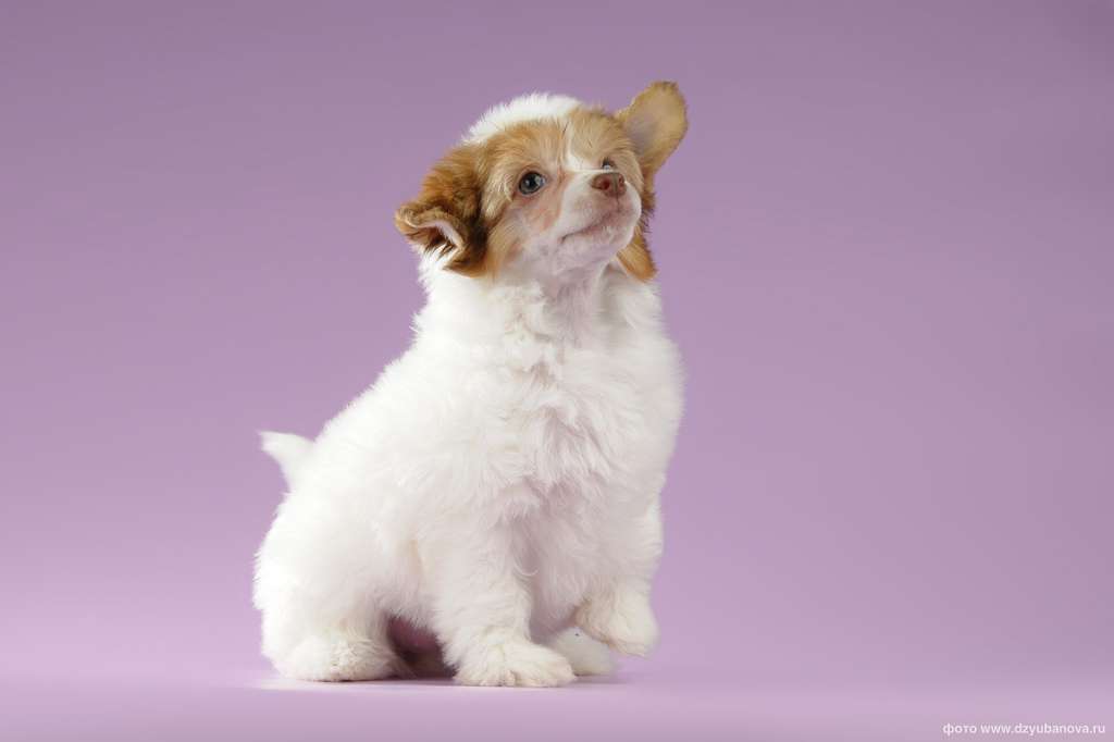 Ezhevika Solnechnogo Leta