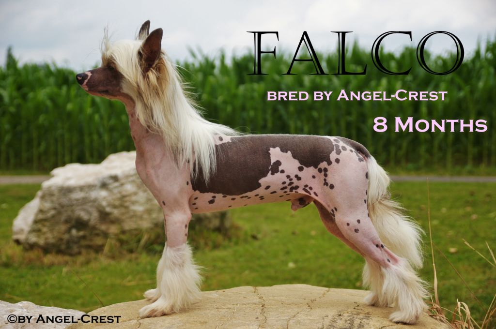 Came this Way by Angel-Crest