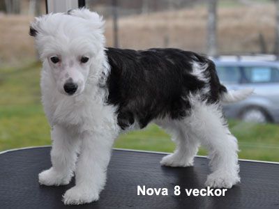 Krysolit Heart Of Love