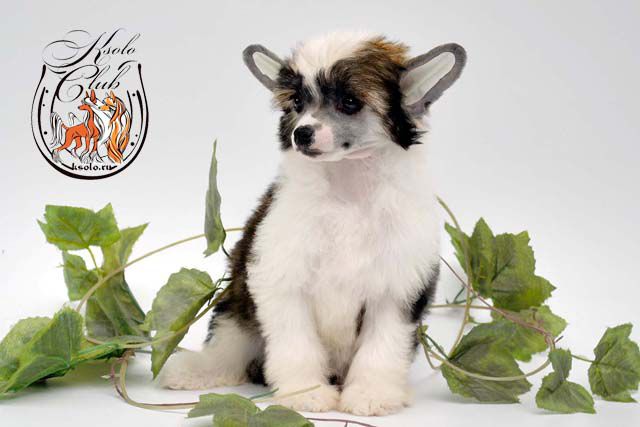 Ksolo Club Mitsubishi