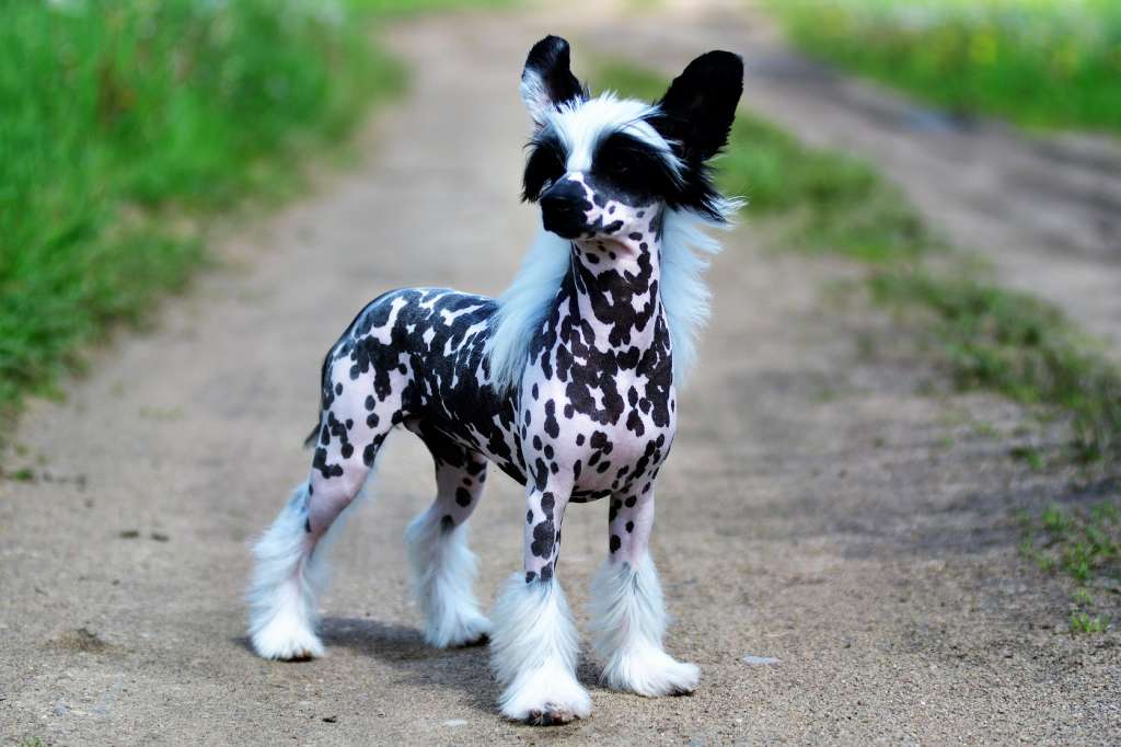 Lucky Star Winning Smile