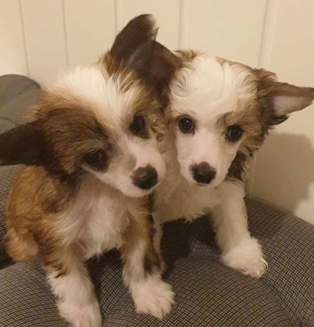 Angelcrest Carmen Electra