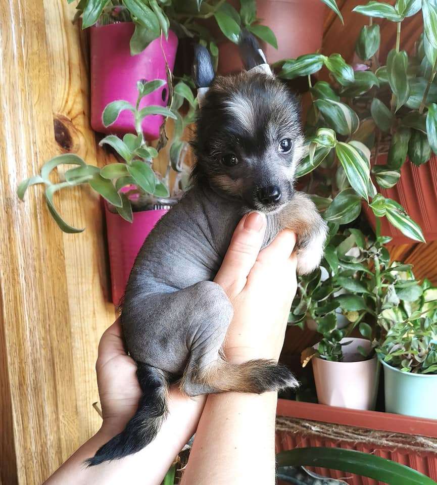 Bingwa's Blossom Illisa