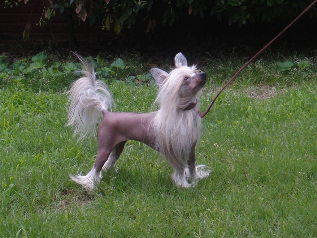 Olivera-Redd Sugar Falling From The Sky