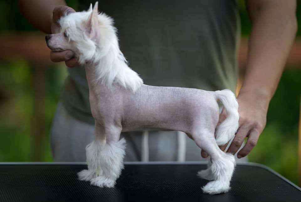 Candela MyAngel Ring Around The Rosie