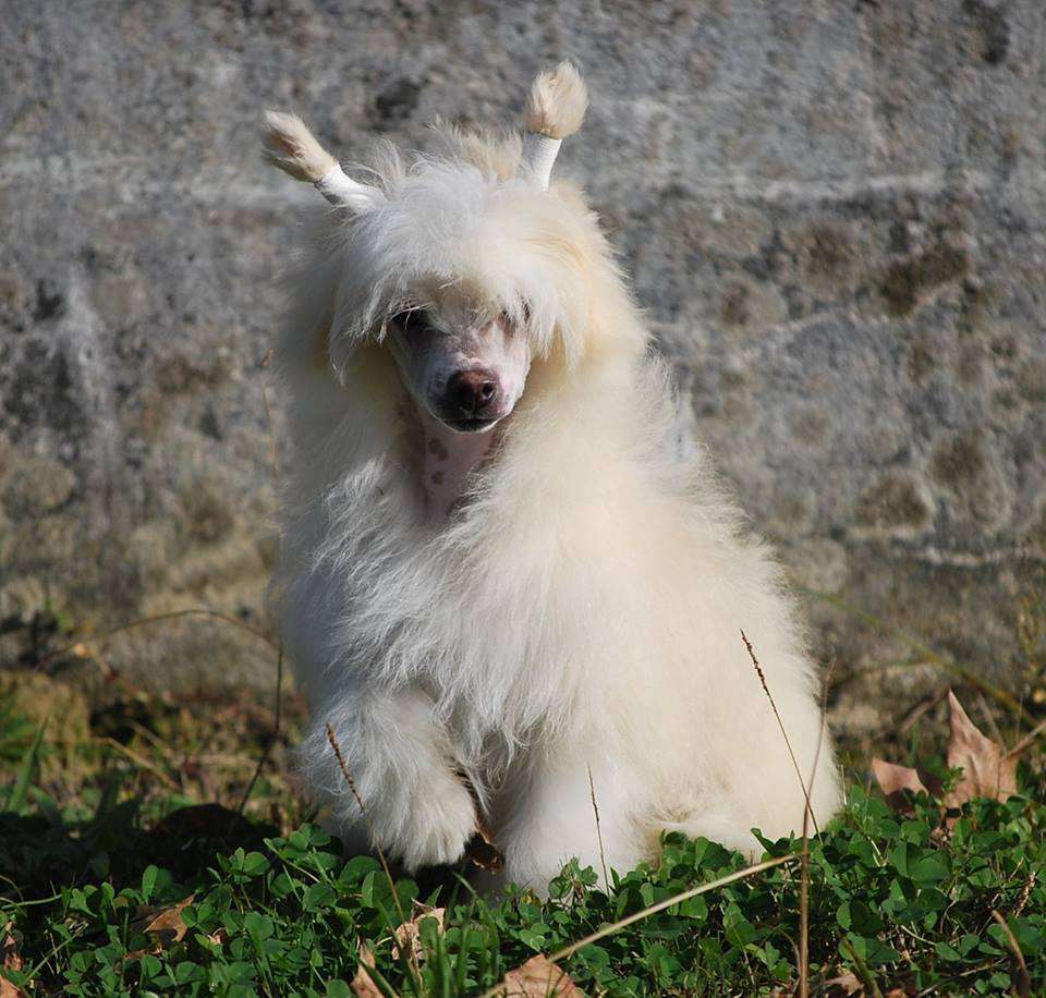 Little Dog Of Dream La Pin Up