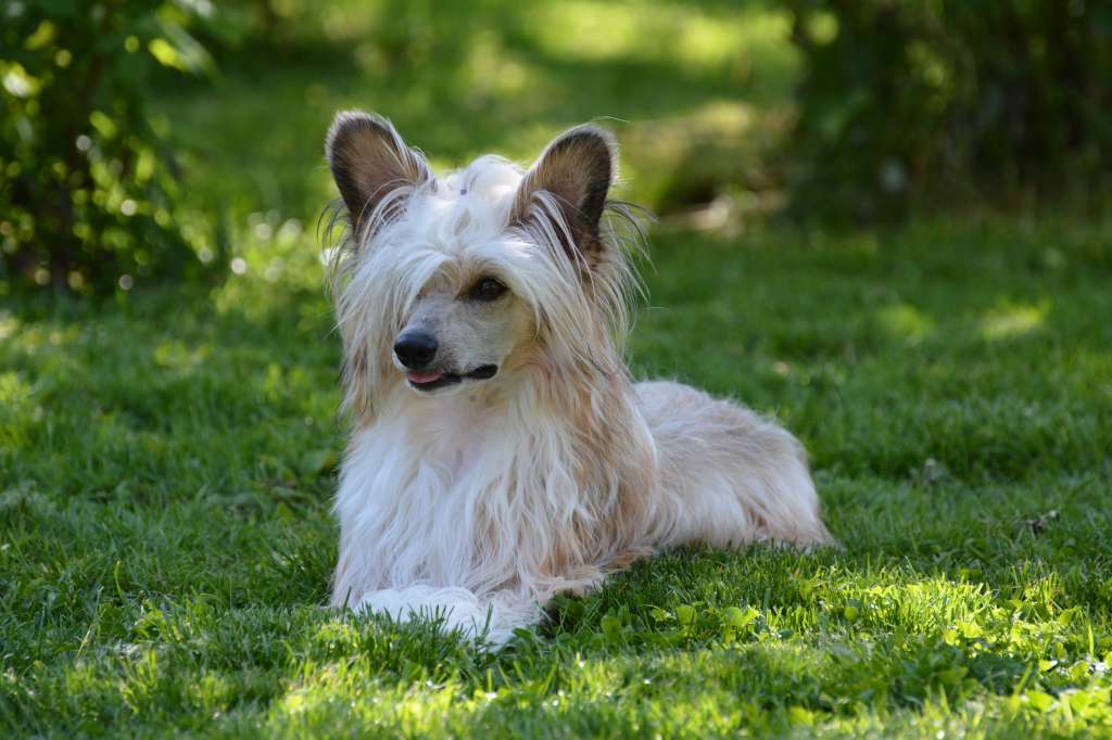 Dreamcatcher of Blue Champagne