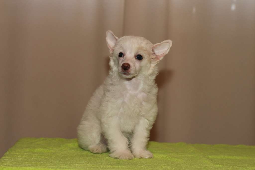 Family Mar'S Lanselot