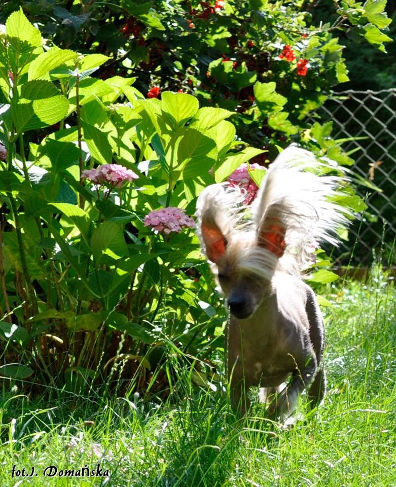 Dolores  Exotic World FCI