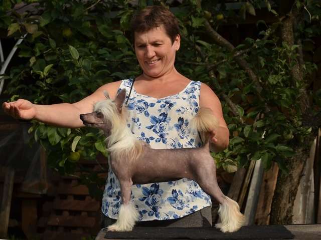 Golden Diamond Cresteds Roxolana