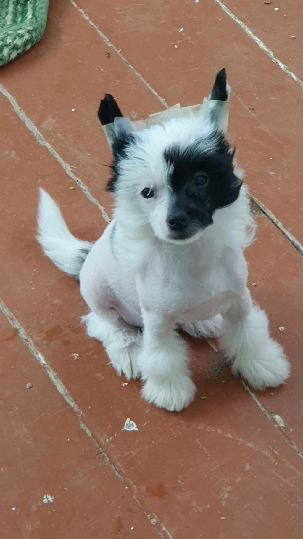 True Love Dneprovskoye Solntse