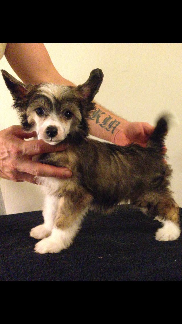 Crest'd Label Mischeif and Mayham